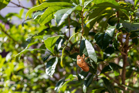 Brown cicada shell left on green leaf