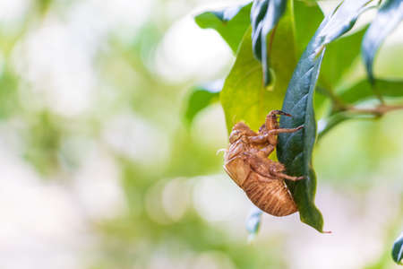 Brown cicada shell left on a green leafの写真素材