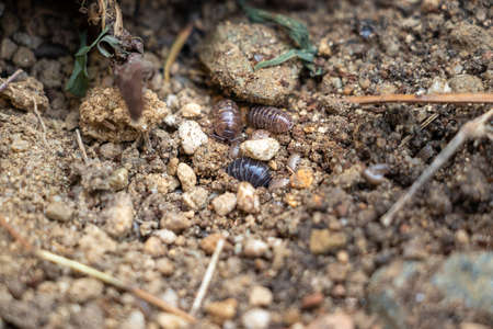 Pill bugs moving on the wet soil
