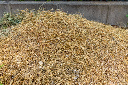 Pile of dry dead grassの写真素材