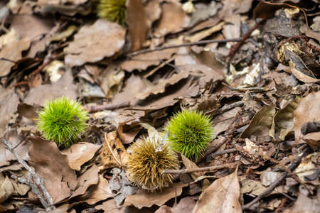 Chestnuts on the ground in the forestの写真素材