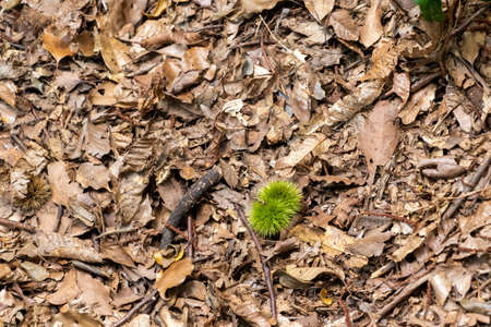 Green chestnut on the ground covered with fallen leavesの写真素材