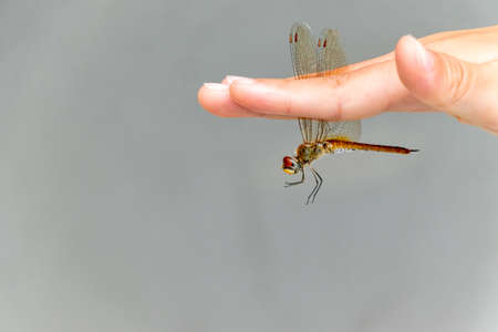 Hold the wings of the red dragonfly with two fingersの写真素材