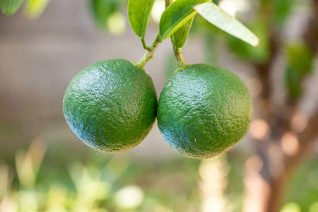 Two unripe citrus fruits with green peelの写真素材