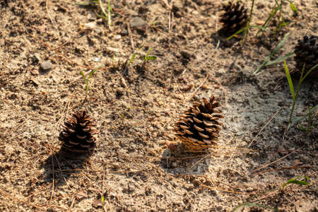 Pine cones on the groundの写真素材