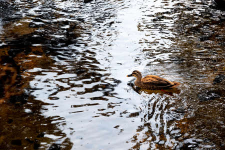 A spot-billed duck swimming in the shallow of the riverの写真素材