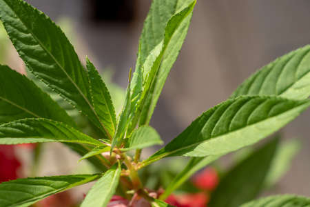 Two Atractomorpha lata on a green leafの写真素材