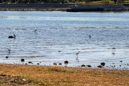 Many egrets gathering in shallow waterの写真素材
