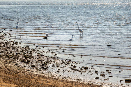 Egrets gathering on the coast