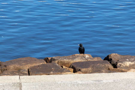 Blue sea and a crow on the quayの写真素材