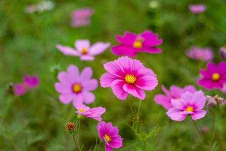 Cosmos with cute pink flowersの写真素材