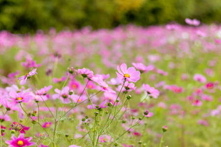 Cosmos field in full bloomの写真素材