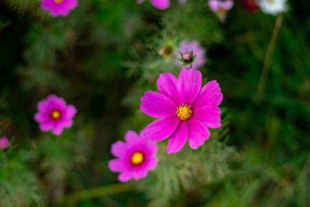 Cosmos with dark pink flowersの写真素材