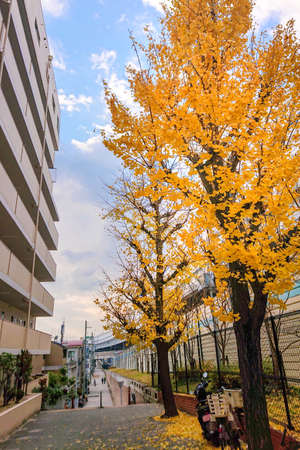 Yellow ginkgo that colors the autumn cityの写真素材