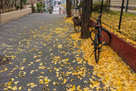 Yellow ginkgo leaves covering the sidewalkの写真素材