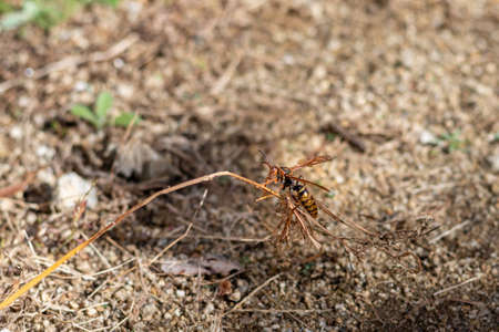 A paper wasp clinging to dead grassの写真素材