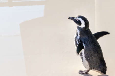 Magellanic penguin bathing in sunlight while spreading wingsの写真素材