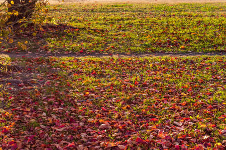 Lots of red fallen leaves covering the grass in the autumn park