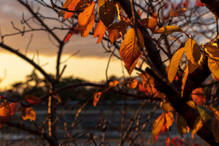 Autumn dusk and autumn leavesの写真素材