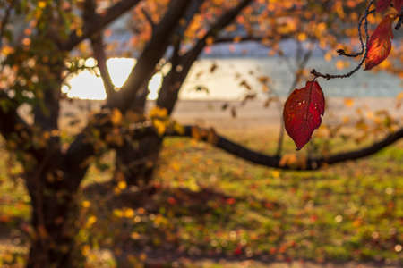 Autumn leaves on the riverbank at dusk