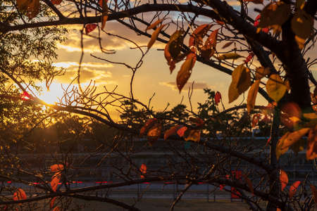 Autumn leaves in the setting sunlightの写真素材