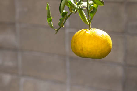 Well-ripened yellow mandarin orange fruitの写真素材