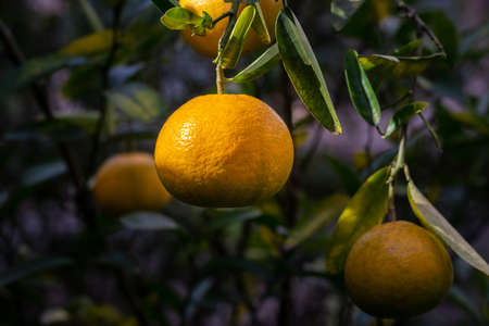 Yellow colored mandarin orange fruitの写真素材