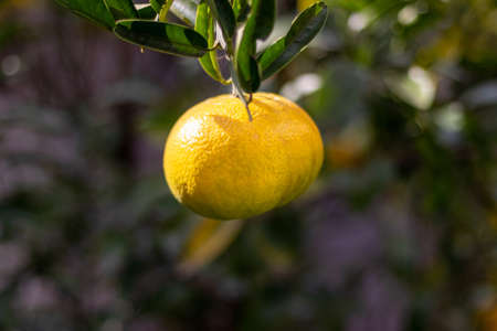 Yellow mandarin orange fruit in the sunlightの写真素材
