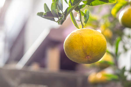 Yellow oranges hanging in the garden of the house