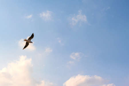 A seagull flying in the blue skyの写真素材