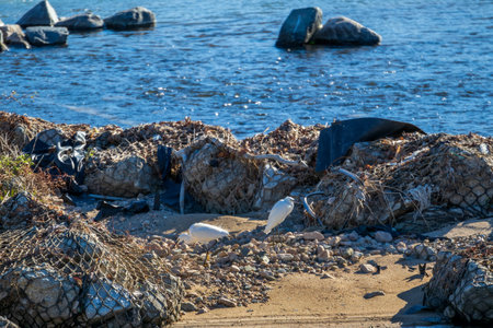 Two egrets in the island surrounded by blue water