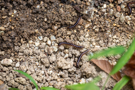 Millipedes crawling on the ground