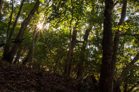 Sunlight shining into the green forestの写真素材