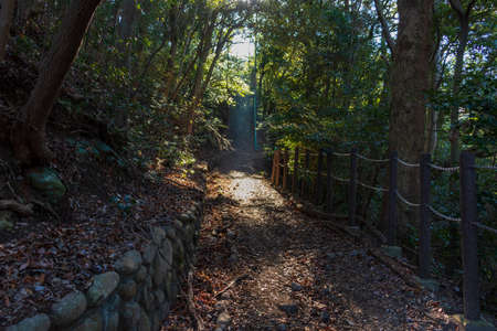 A narrow path in the forest where the sun shines