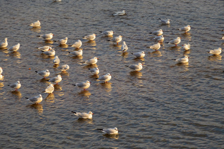 Many seagulls floating on the surface of the waterの写真素材