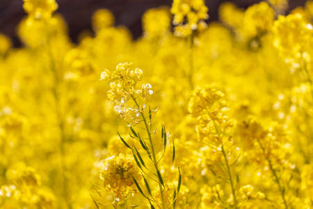 Yellow rape blossoms in the sunlight