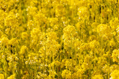Yellow rape blossoms in the warm spring sunlightの写真素材