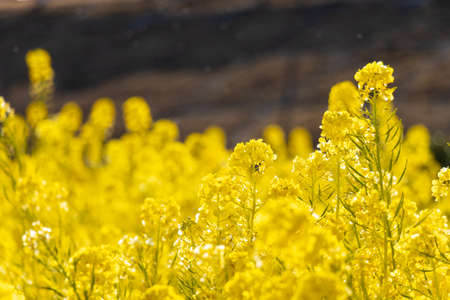 Yellow rape blossoms in the sunlight