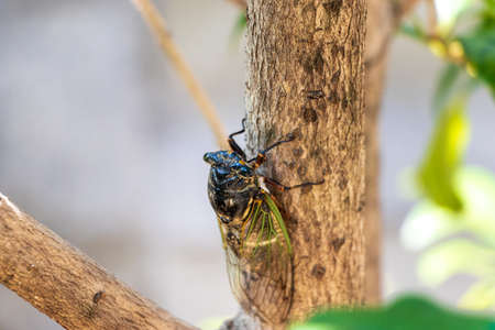 Close up on a large cicada on a treeの写真素材