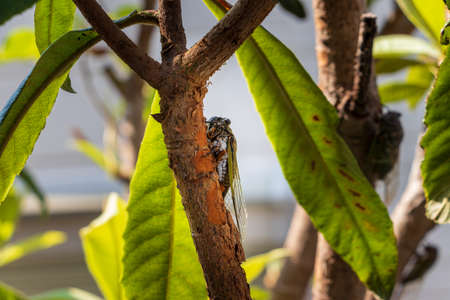 Large cicada on a thick branchの写真素材