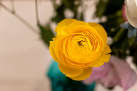 Close up on a yellow rose flowerの写真素材