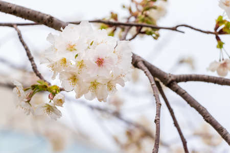 Cherry blossoms colored in light pink