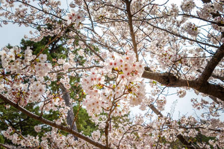 Cherry blossoms in full bloomの写真素材