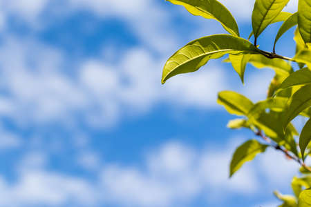 Fresh green and blue sky in early summerの写真素材