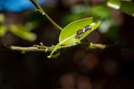 One black larva on a green leaf