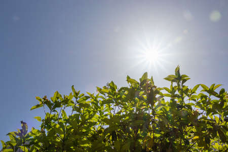 The bright midday sun in the blue skyの写真素材
