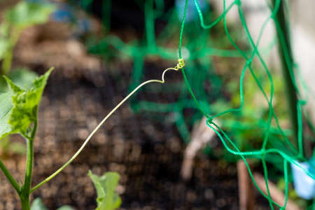 Thin vine of a plant entwined in the netの写真素材