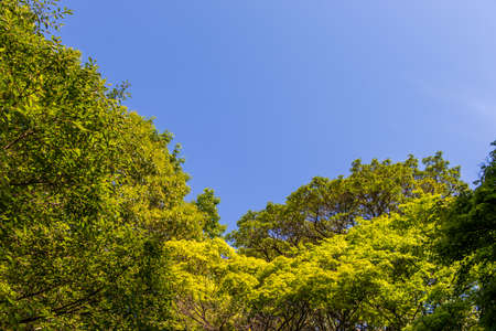 Mountain trees and blue skyの写真素材