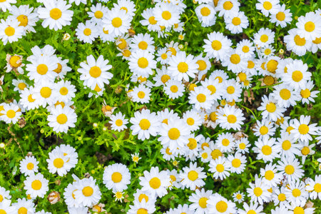Densely blooming white flowers of Leucanthemum paludosumの写真素材