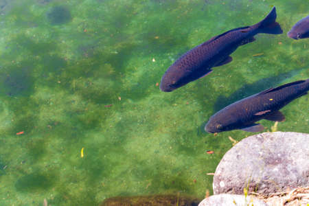 Black carp swimming in the pondの写真素材